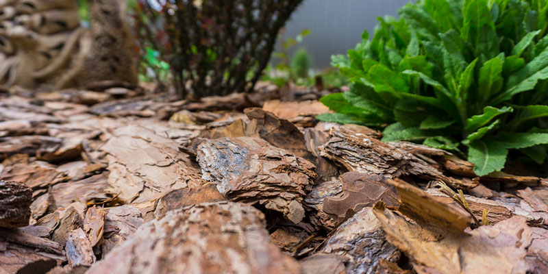 Bed Mulching: Which Type of Mulch Should You Choose?