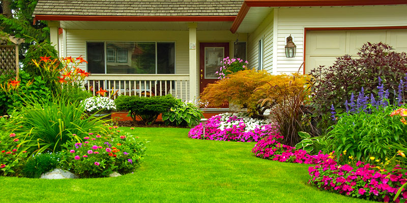 beautiful yard