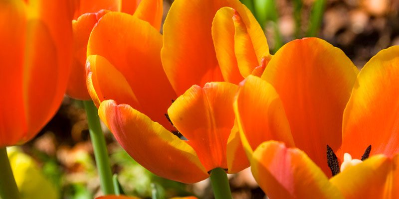 Simple Flower Planting Tips from a Landscaper